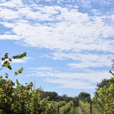 WineReserve-Grapes-Vines_WDG_0655