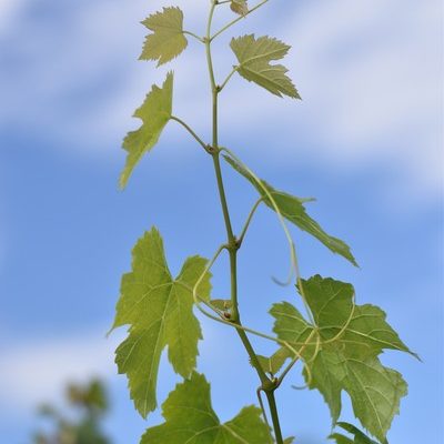 Harvest at Wine Reserve