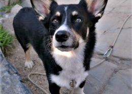 cooper-corgi