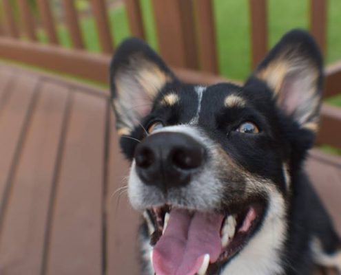 Pet-Photography_cooper-35mm-wa