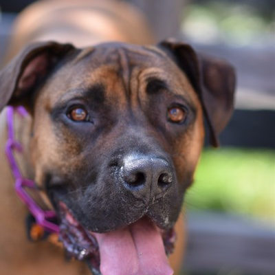 PetPhotography-2017_WDG_0394-edited