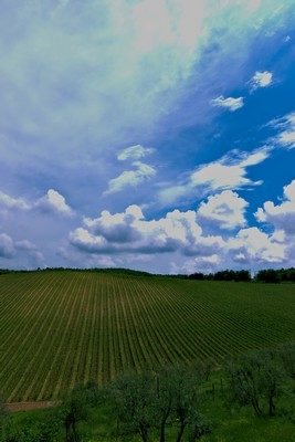 WDG_2351-boscarelli-vineyard1