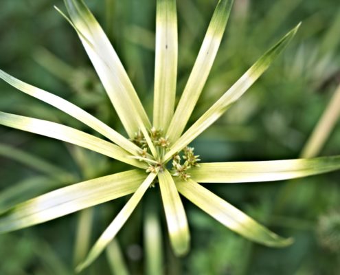 WDG_4297-Top-Images