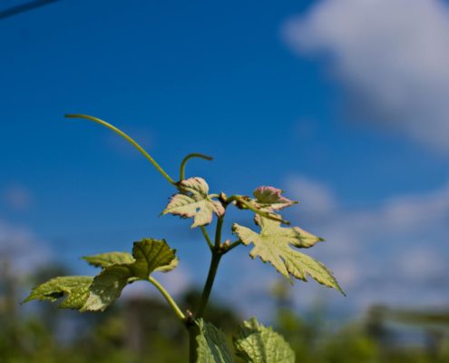 WDG_4458-Top-Images