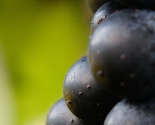 WDG_8633-20190928-Wine-Reserve-Petit-Verdot