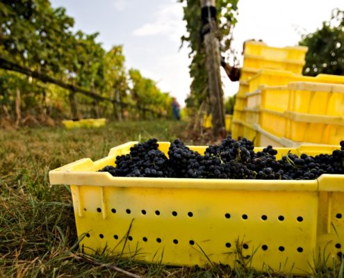 WDG_8694-20190928-Wine-Reserve-Petit-Verdot