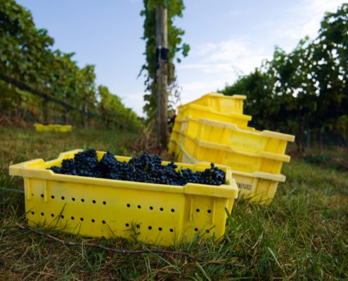 WDG_8706-20190928-Wine-Reserve-Petit-Verdot
