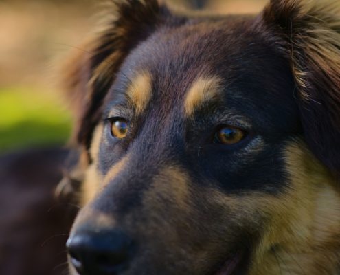 Zee the Border-Collie