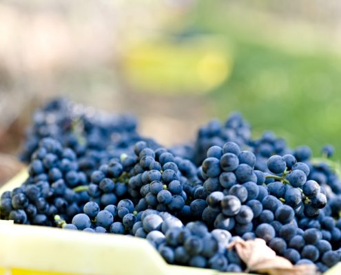 WDG_8257-Wine-Reserve-Harvest-20190922