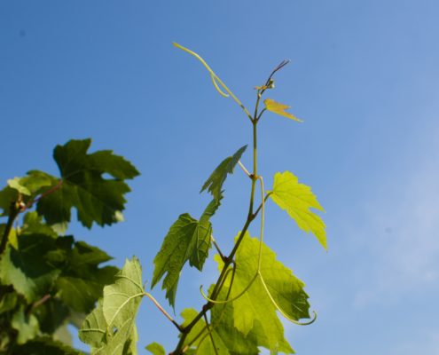 WDG_8310-Wine-Reserve-Harvest-20190922