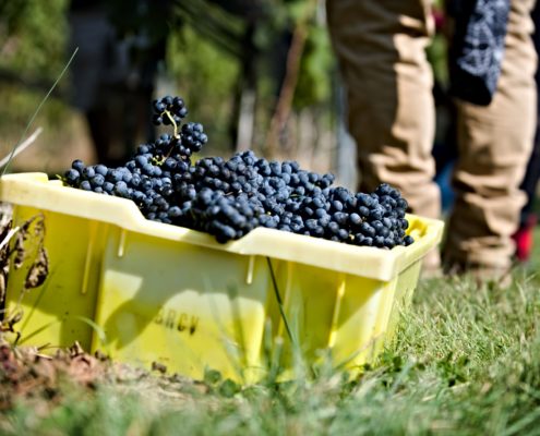 WDG_8350-Wine-Reserve-Harvest-20190922