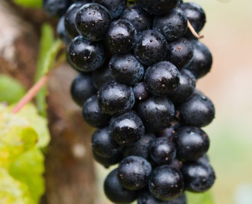 WDG_8614-20190928-Wine-Reserve-Petit-Verdot