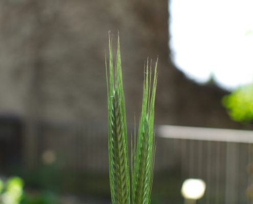 WDG_1713grass-blades