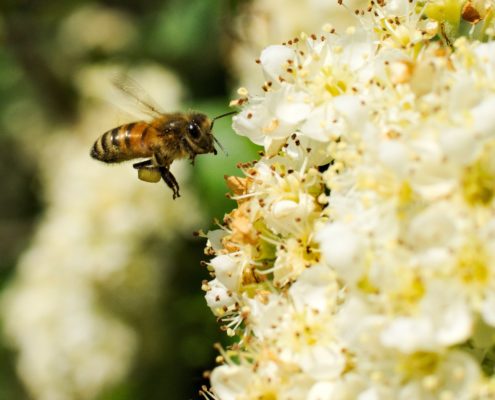 WDG_1831-bee-in-flight