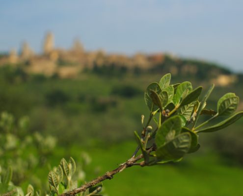 WDG_1960-sangimignano-olivetree-view