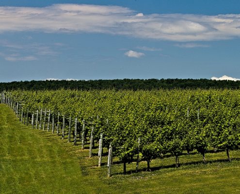 WDG_4758-20200613-Vineyard-AM