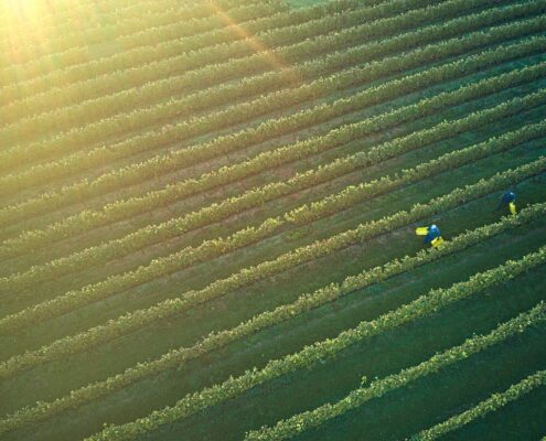 DJI_0148-20201009-WR-cab-franc-harvest