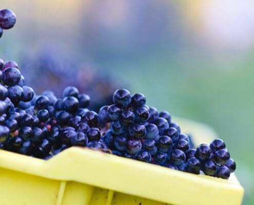 WDG_6945-20201009-WR-cab-franc-harvest