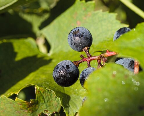 WDG_6960-20201009-WR-cab-franc-harvest