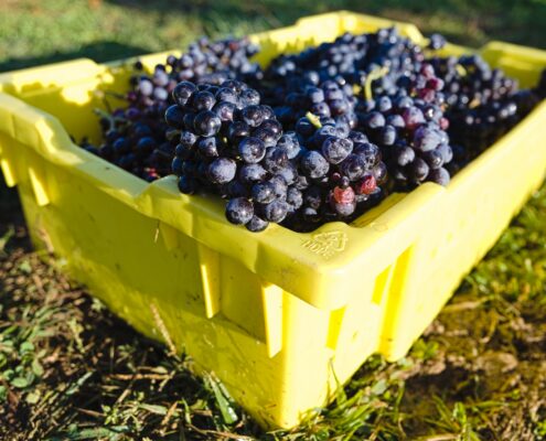 WDG_6964-20201009-WR-cab-franc-harvest