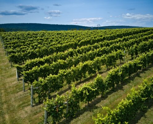 DJI_0144-20210718-Aerials-Block-3 Block 3 vineyard
