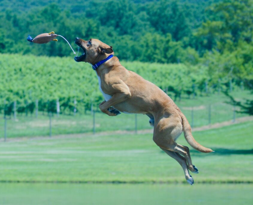 WDG_5079-20200704-DockDogs