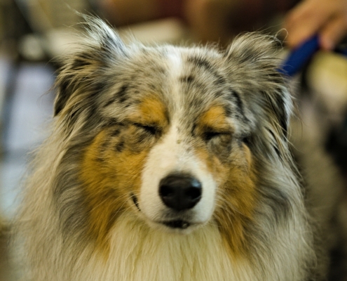 WDG_1031-20210815-Aussie-Dog-Shots