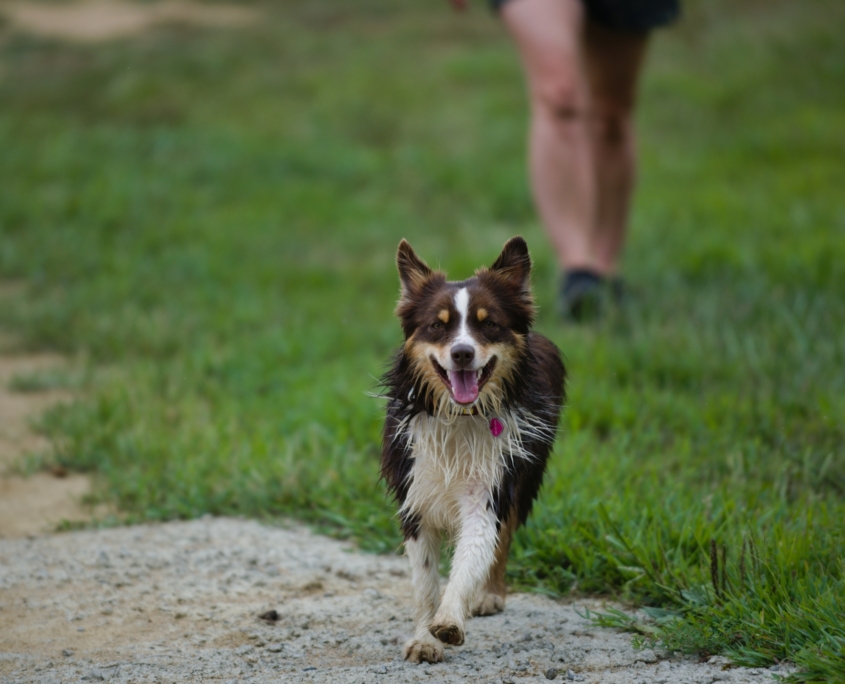 WDG_1035-20210815-Aussie-Dog-Shots