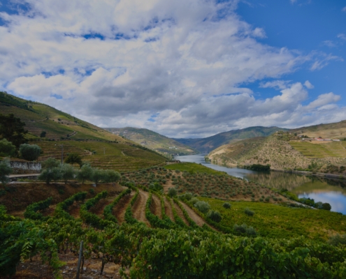 vineyard