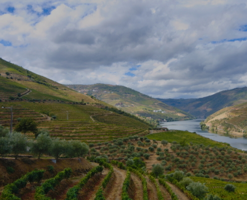 vineyard
