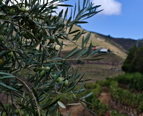 olive trees