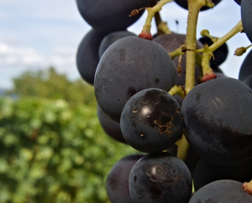 Grapes