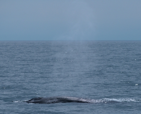 WDG_2115-20240530-Whale-Watching