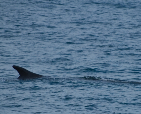 WDG_2147-20240530-Whale-Watching
