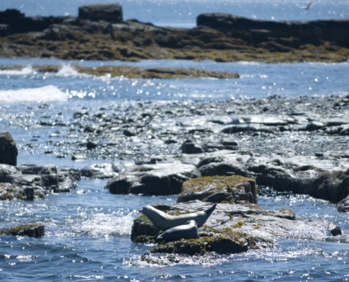 WDG_2347-20240601-Nature-Puffins