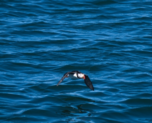 WDG_2389-20240601-Nature-Puffins