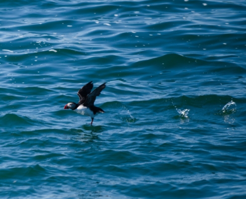 WDG_2404-20240601-Nature-Puffins