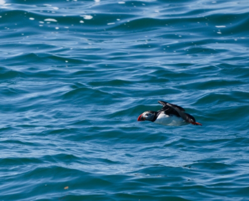 WDG_2405-20240601-Nature-Puffins
