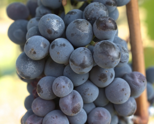 WDG_3552-20240926-Montepulciano